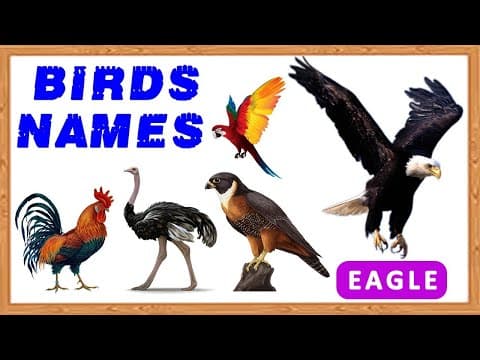 Birds name - learn birds name and sound - a to z birds name