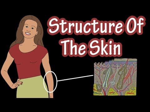 Structure Of The Skin - Layers Of Skin - Types Of Skin - Types Of Skin Cells - Integumentary System
