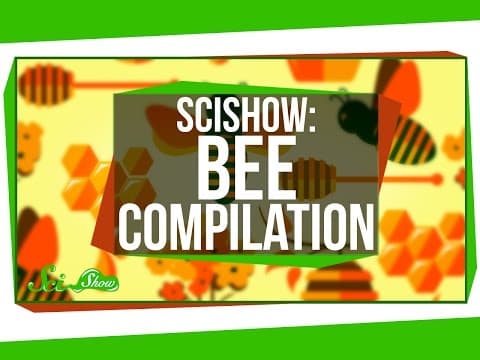 SciShow: Bees Compilation