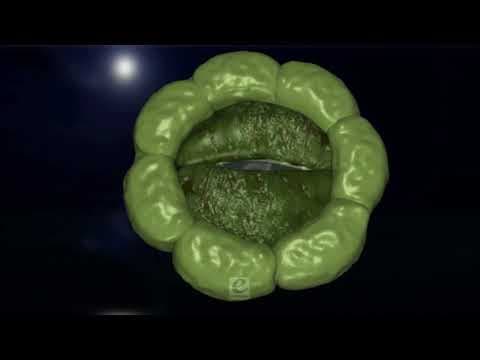 Transpiration - Mechanism of Stomatal Transpiration