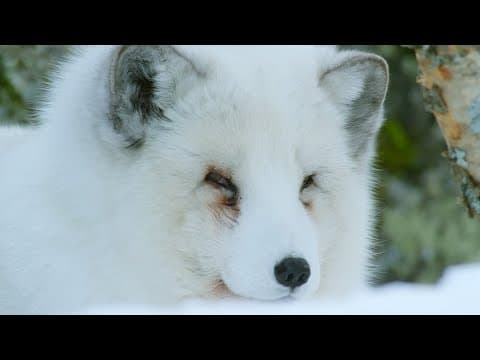 Arctic Fox Hunts With Its Ears | Natural World: Snow Animals | BBC Earth