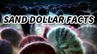 Sand Dollar Facts | the SEA COOKIE