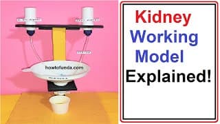 kidney working model explained