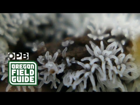 Slime molds are gorgeous (you just never knew it!) | Oregon Field Guide - YouTube