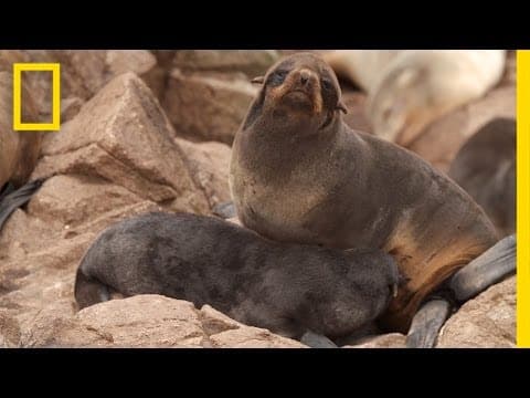EXCLUSIVE: Fur Seals Are Back From the Brink on California Islands