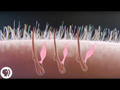 This Video May Give You Goose Bumps - YouTube