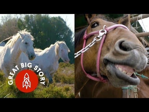 For the love of horses