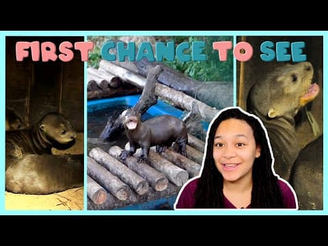 Cute Giant River Otters Pups | First Chance to See