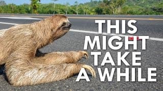 Why Are Sloths So Slow?