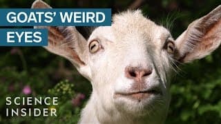 Why Goats Have Strange Eyes