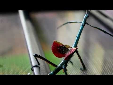 The brightly-colored Achrioptera fallax blue stick insect