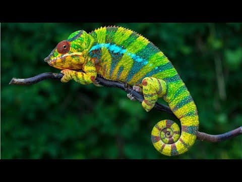 10 Most Beautiful Lizards in the World