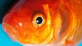 Goldfish Facts |NOT always GOLD