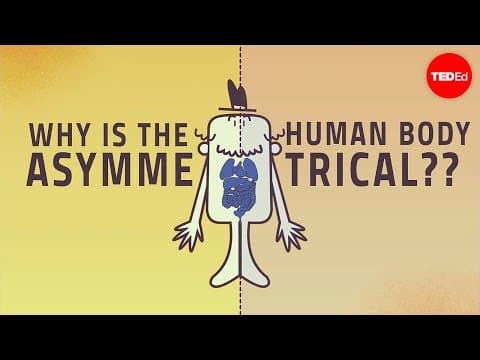 Why are human bodies asymmetrical? - Leo Q. Wan - YouTube