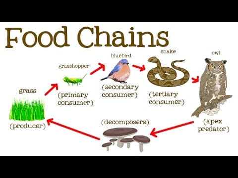 Food chains for kids: food webs,the circle of life,and the flow of energy