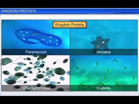 KINGDOM PROTISTA | animated video