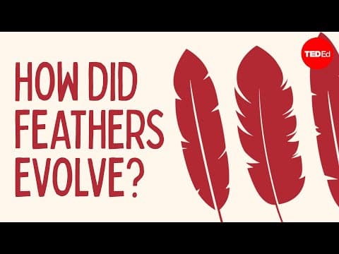How did feathers evolve? - Carl Zimmer - YouTube