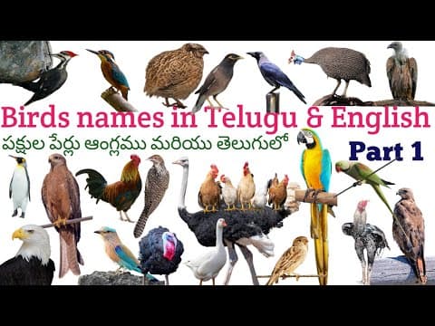 Names of birds in english and telugu - vocabulary - telugu to english