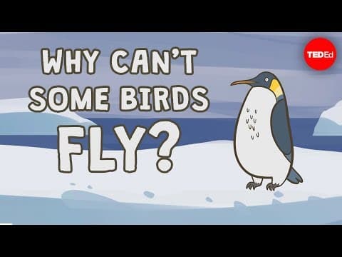 Why can't some birds fly? - Gillian Gibb