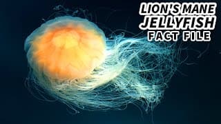 Lion's Mane Jellyfish Facts | the LARGEST Living JELLYFISH