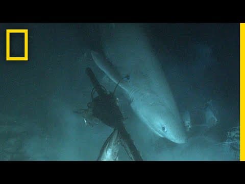 Shark Tagged From Submarine For First Time In History