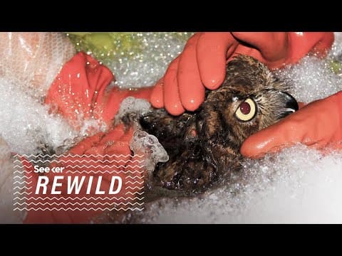 This Is Why Birds Are So Affected by Oil Spills