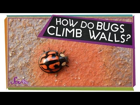 Viewer Mail! - How Do Bugs Hang Upside-Down?