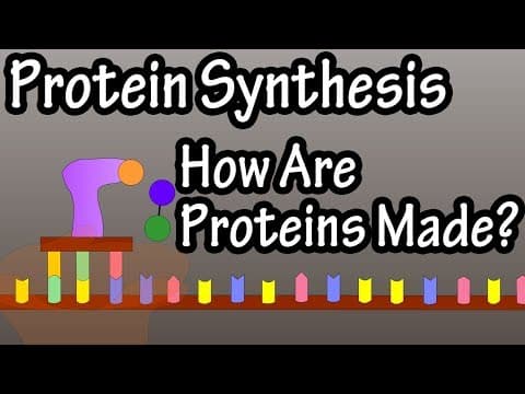 What Is Protein Synthesis - How Are Proteins Made - Transcription And Translation