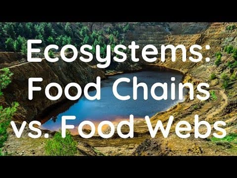 Comparing Food Webs and Food Chains! - YouTube