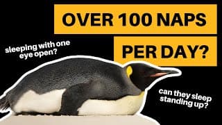 The Bizarre Sleeping Habits of Penguins