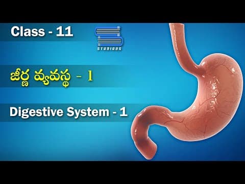 జీర్ణ వ్యవస్థ - Digestive System Part 1| Digestion and Absorption