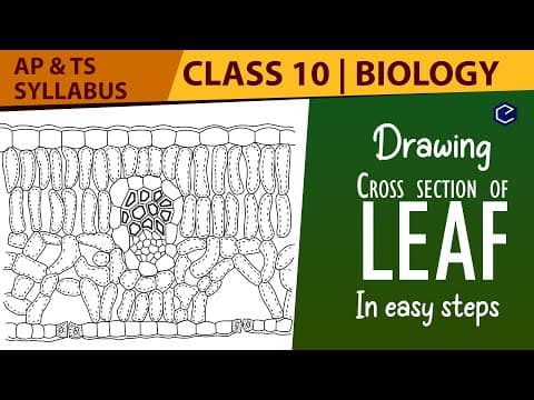 How to draw cross section of leaf in telugu