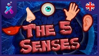 What Are The Five Senses | Kids Videos