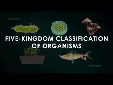 Five kingdoms of classification