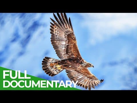 The golden eagle: king of the mountains-owner free documentary nature