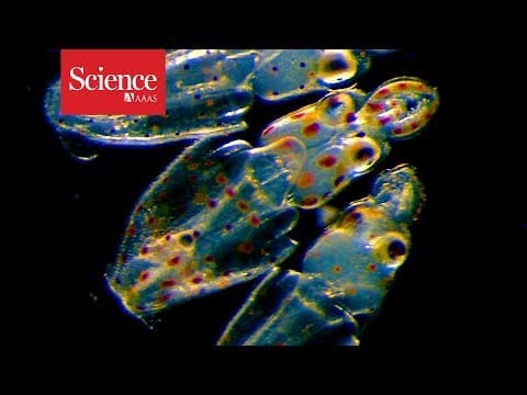 The momentous transition to multicellular life may not have been so hard after all