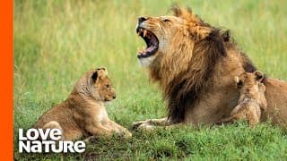 Lion Father Hunts For His Family | Predator Perspective