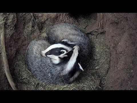 Inside a badger sett: Three cubs filmed with hidden cameras
