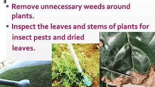 Enhanced Science three The Importance of Plants