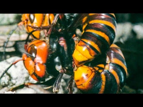 Hornet Queen Murdered By Her Own Daughters | Buddha Bees and The Giant Hornet Queen