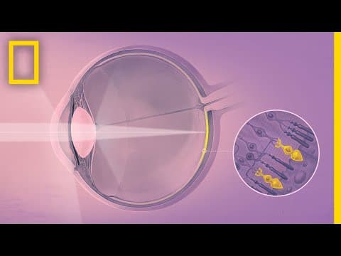 How do our eyes and brains work together