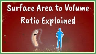 Surface Area to Volume Ratio Explained