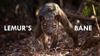 Fossa |the King of Madagascar