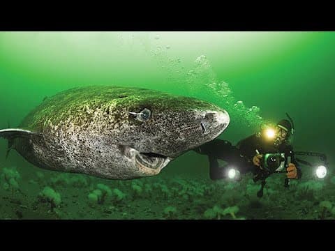 512 Year Old Greenland Shark - Oldest Living Shark - YouTube