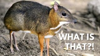 Tiny Mouse Deer with Vampire Fangs | The Chevrotain