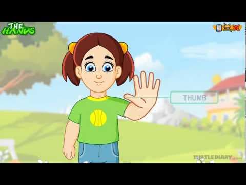 Learn the Parts of the Body - THE HAND - COOL Science for Kids