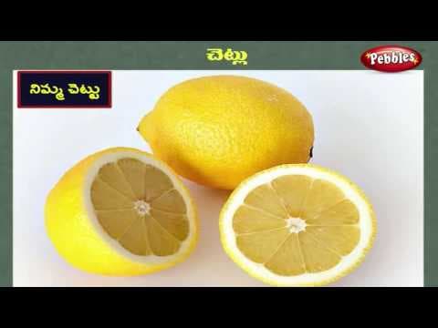 Plants learning video