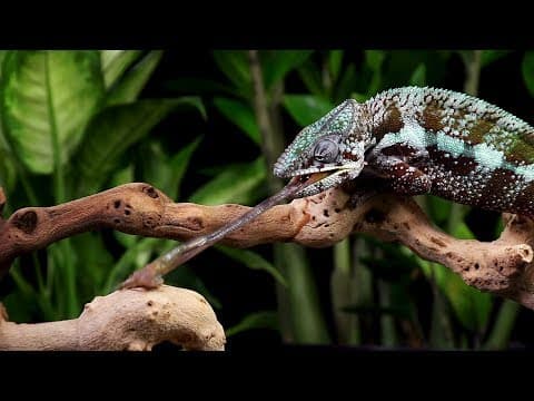 Lens of Time: A Record-Breaking Tongue Lashing | bioGraphic - YouTube