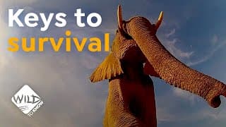 Amazing Facts About Elephants | Wild to Know