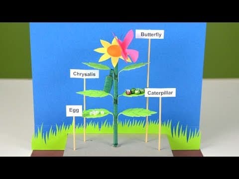 Easy school project | How to make a model on Life Cycle of Butterfly